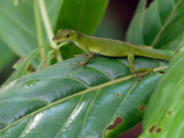 Ecuador & Galapagos herping photography tour