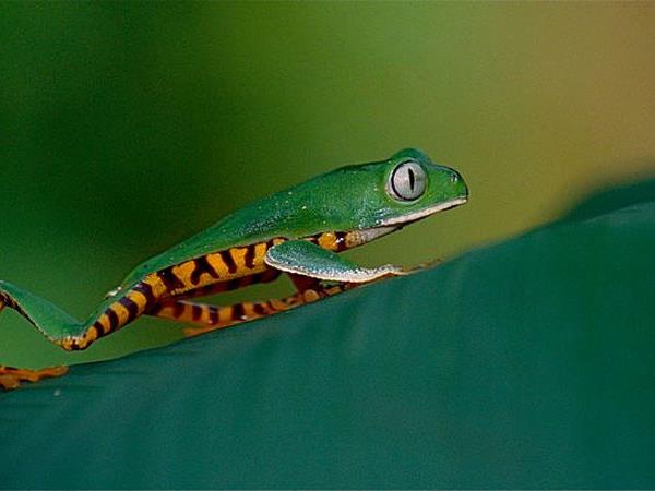 Ecuador & Galapagos herping photography tour