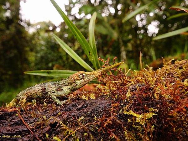 Ecuador & Galapagos herping photography tour