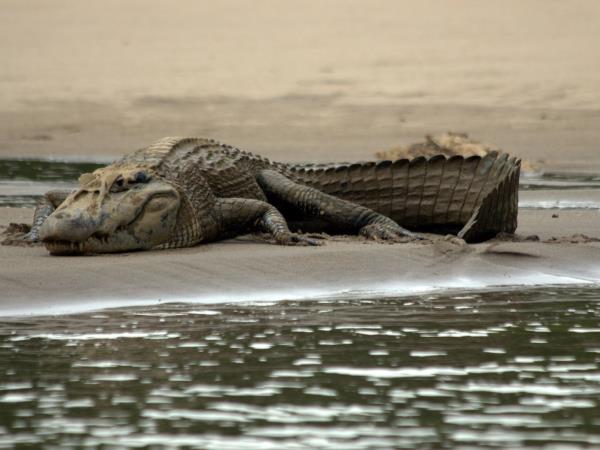 Peru wildlife vacation, Amazon to Andes