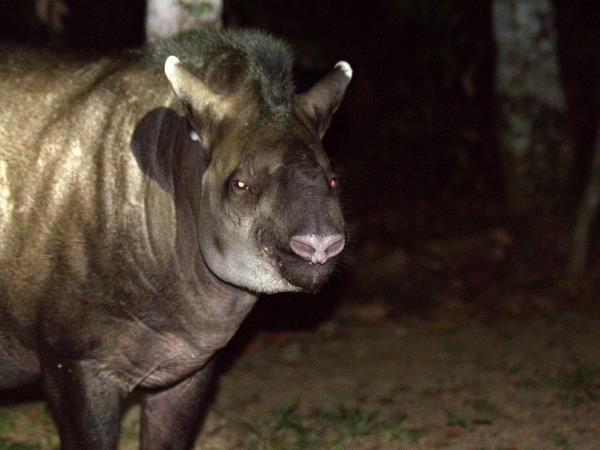 Peru wildlife vacation, Amazon to Andes