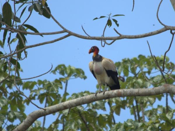 Peru wildlife vacation, Amazon to Andes
