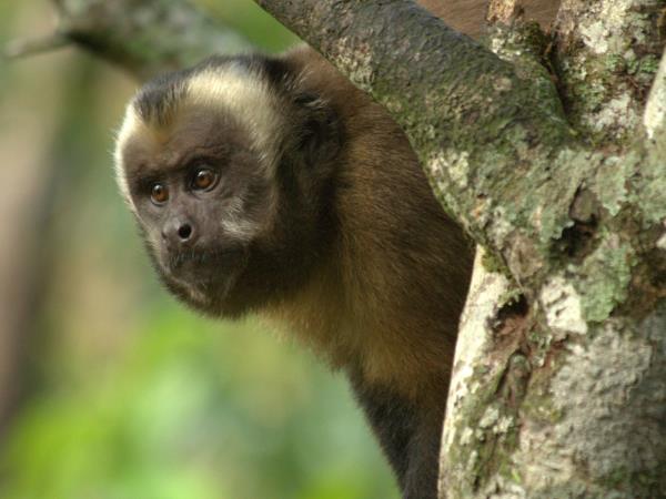 Peru wildlife vacation, Amazon to Andes