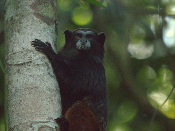 Peru wildlife vacation, Amazon to Andes
