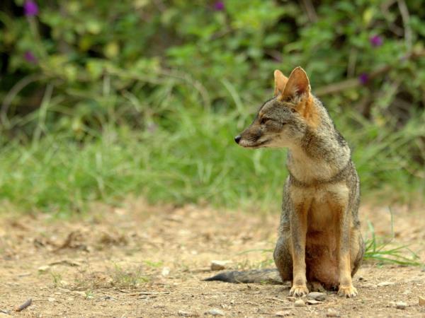 Peru wildlife vacation, Amazon to Andes