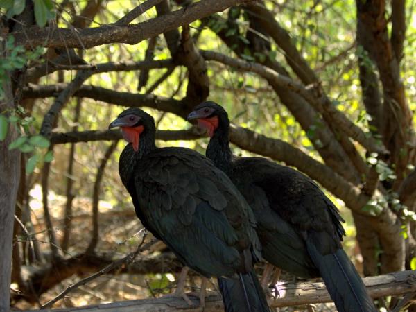 Peru wildlife vacation, Amazon to Andes