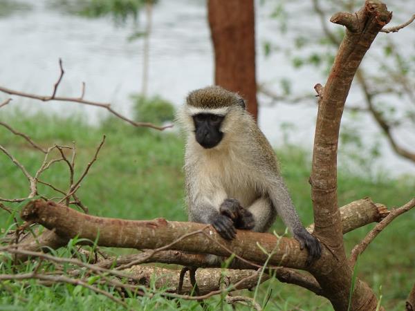 Bulago Island tour in Uganda