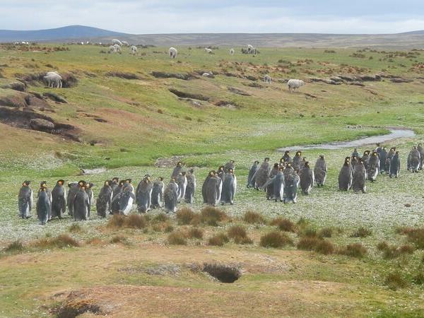 2022 Antarctica, South Georgia and Falklands cruise