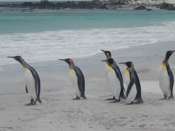 2022 Antarctica, South Georgia and Falklands cruise