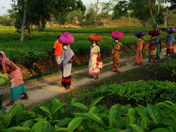 India permaculture volunteering on a tea plantation