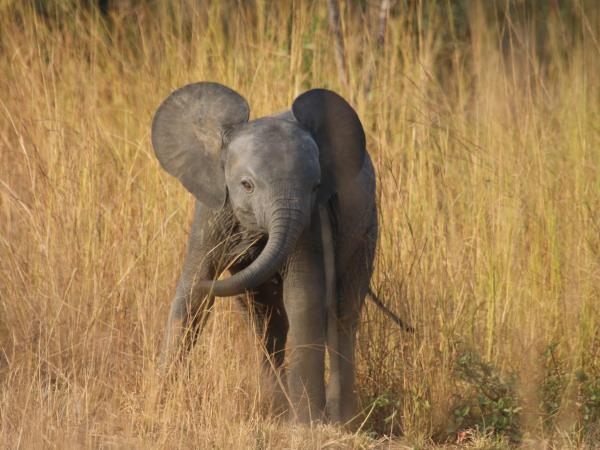 Benin remote safari in Pendjari National Park