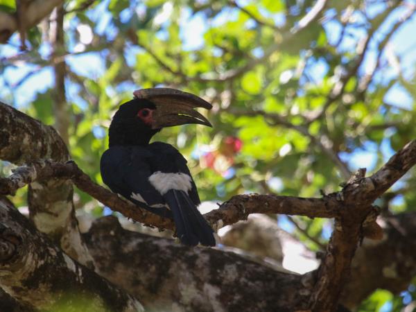 Mozambique safari, 7 day private safari