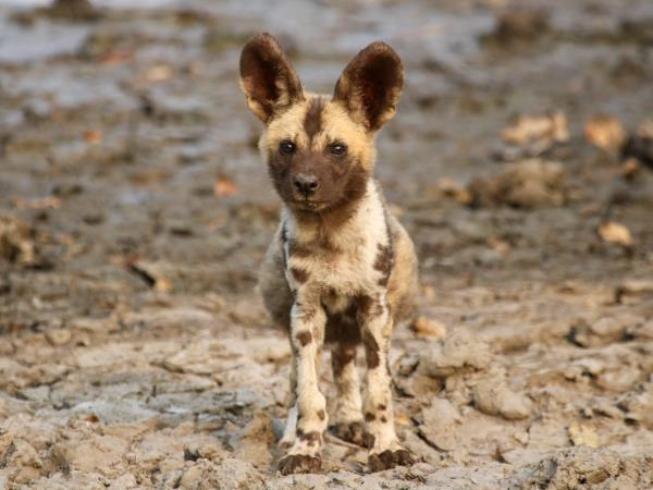 Mozambique safari, 7 day private safari