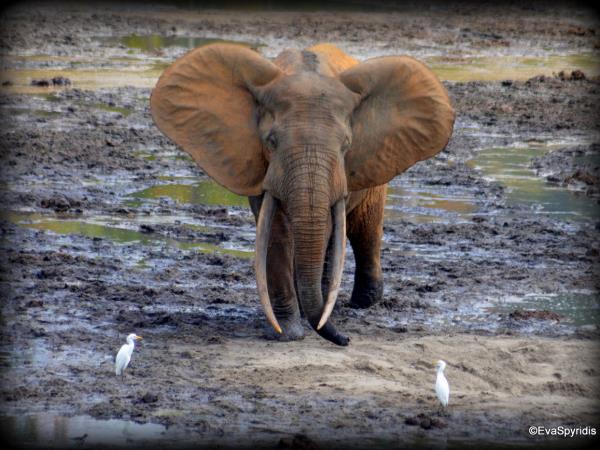 Central African Republic safari, Dzanga-Sangha NP