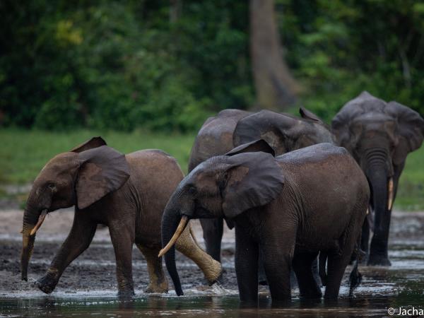 Central African Republic safari, Dzanga-Sangha NP