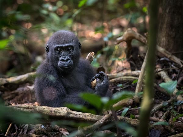 Central African Republic safari, Dzanga-Sangha NP