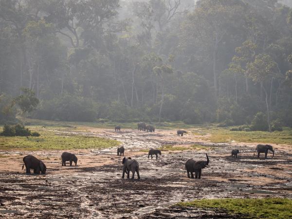 Central African Republic safari, Dzanga-Sangha NP