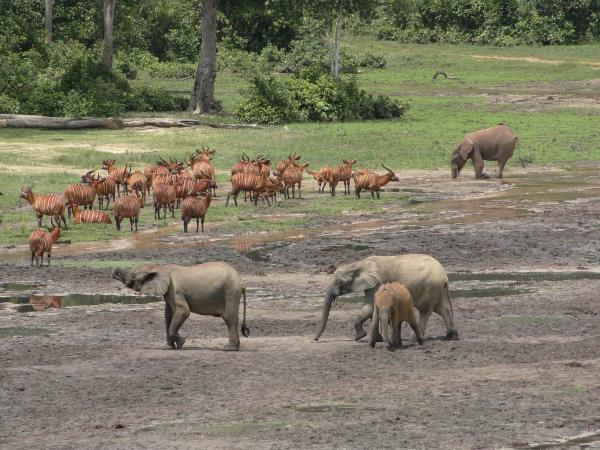 Central African Republic safari, Dzanga-Sangha NP