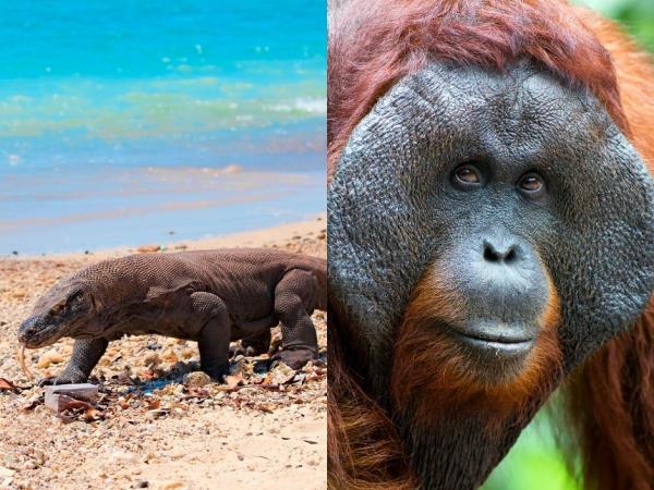 Indonesia orangutan and komodo dragon vacation