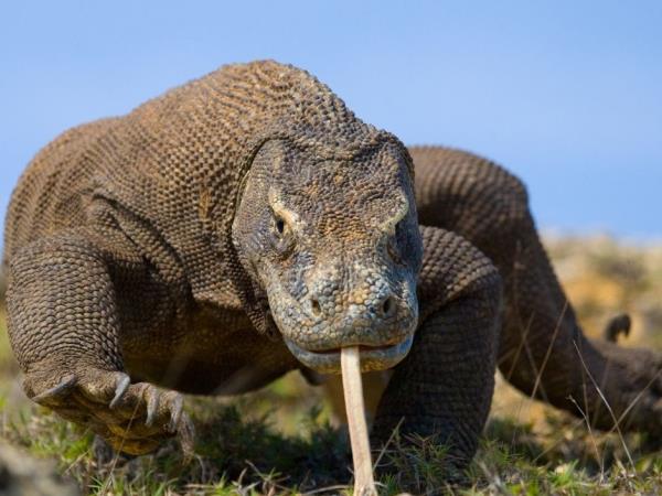 Indonesia orangutan and komodo dragon vacation
