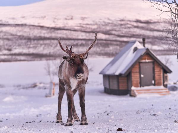 Northern Lights vacation, glass igloo stay