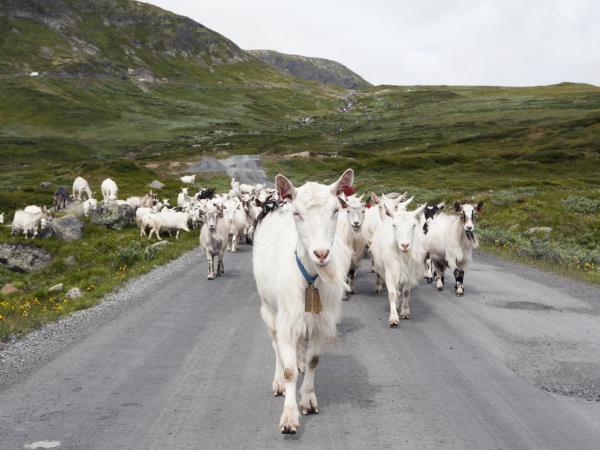 Norway highlights vacation