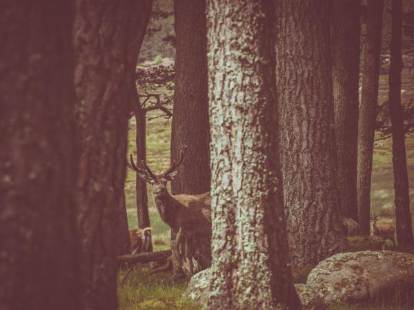 Ghost and nocturnal creatures vacation in Scotland