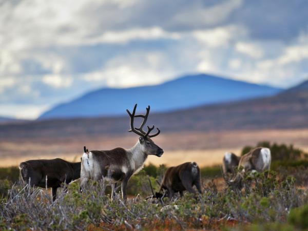 Finnish Lapland Autumn Northern Lights vacation