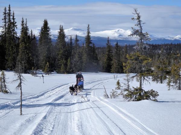 Dogsledding in Swedish Lapland vacation