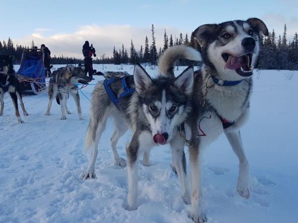 Dogsledding in Swedish Lapland vacation