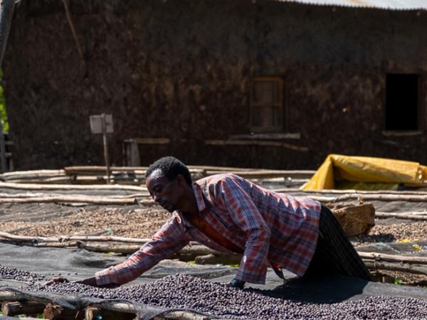 Ethiopia coffee tour