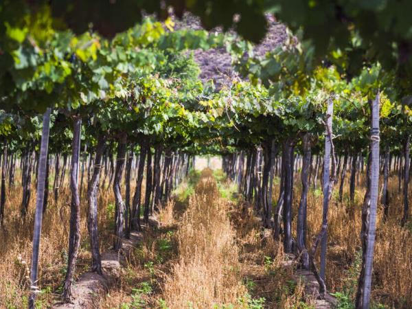 Wine and Landscapes of Argentina vacation