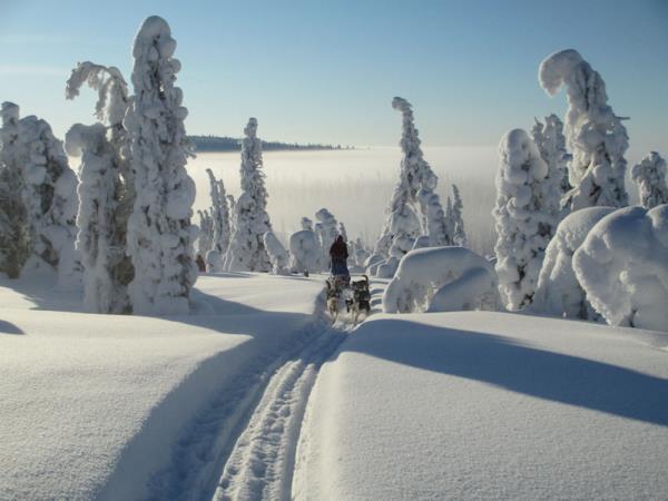 Dogsledding in Swedish Lapland vacation