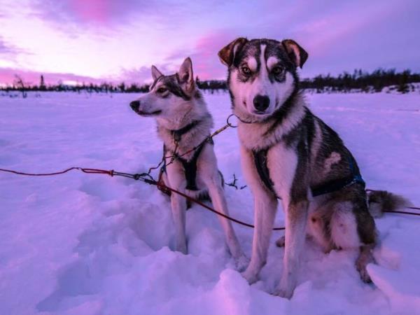 Dogsledding in Swedish Lapland vacation