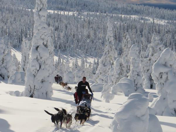 Dogsledding in Swedish Lapland vacation