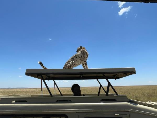 Serengeti wildlife safari, Tanzania migration