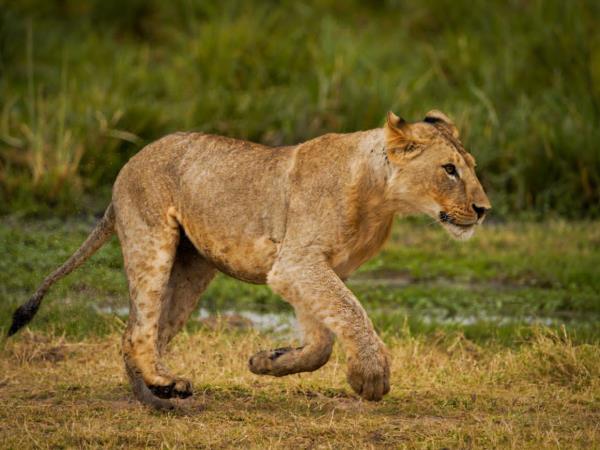 Serengeti wildlife safari, Tanzania migration