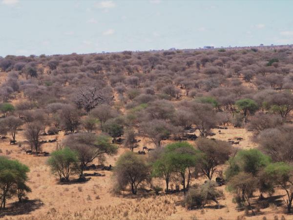 Serengeti vacation in Tanzania, the big five