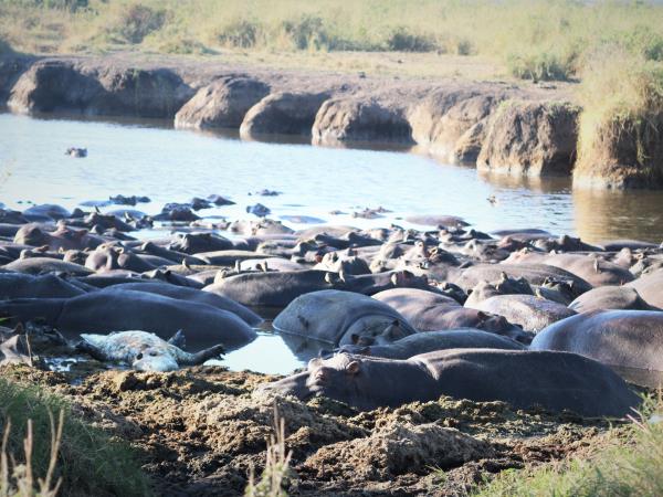 Serengeti vacation in Tanzania, the big five