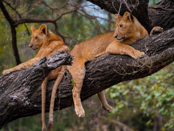 Serengeti vacation in Tanzania, the big five