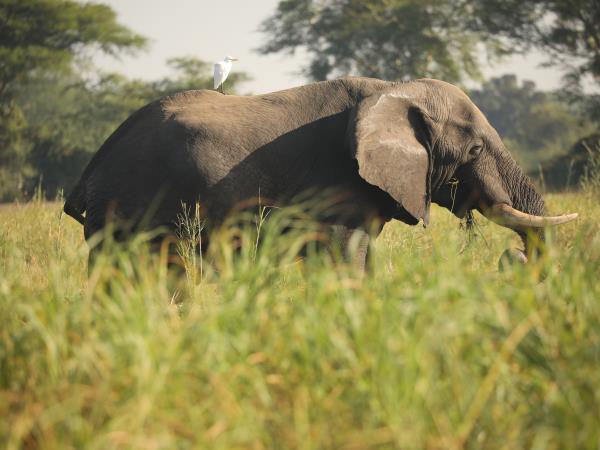 Malawi short safari in Liwonde
