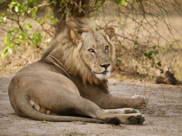 Malawi short safari in Liwonde