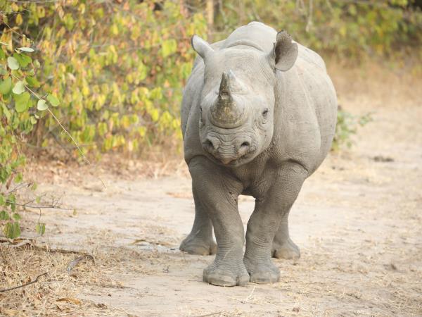 Malawi short safari in Liwonde