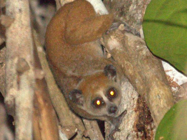 Cambodia & Vietnam wildlife tour