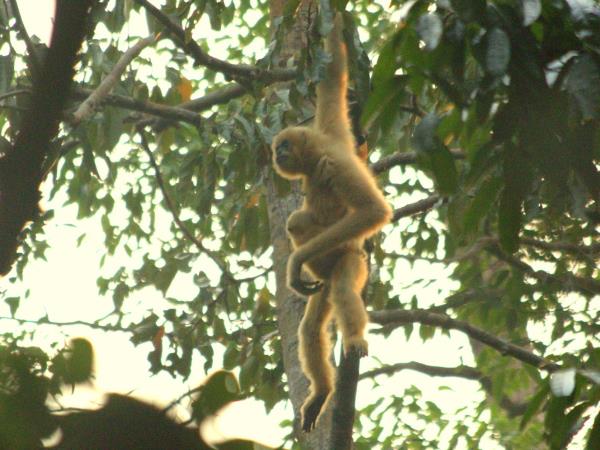 Cambodia & Vietnam wildlife tour