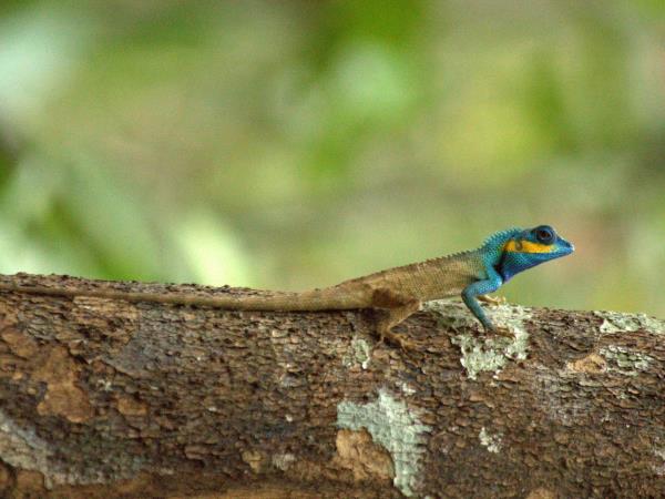 Cambodia culture & wildlife tour