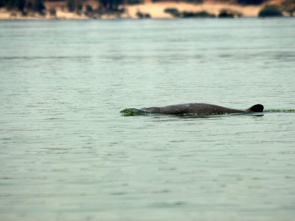 Cambodia culture & wildlife tour