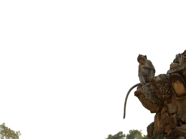 Cambodia culture & wildlife tour