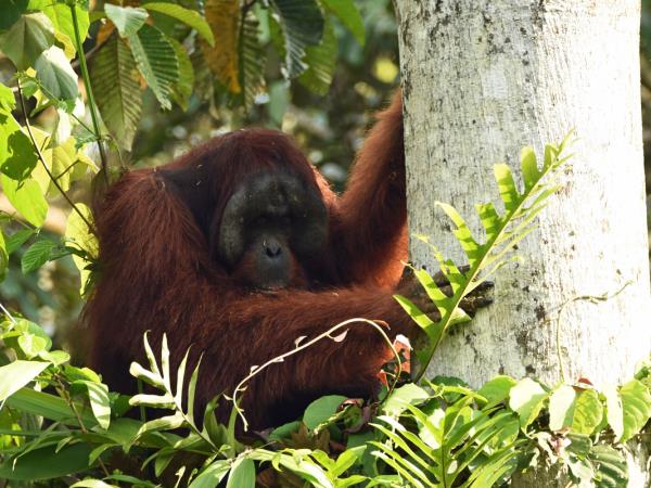 Sabah ultimate wildlife tour in Borneo