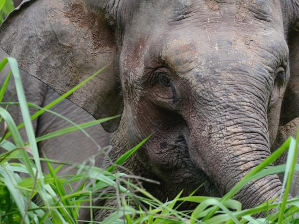 Sabah ultimate wildlife tour in Borneo